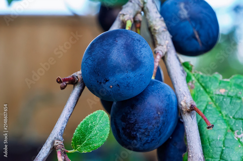 Принти на полотні Dark blue Prunus spinosa sloe berries also known as blackthorn berries on a bran