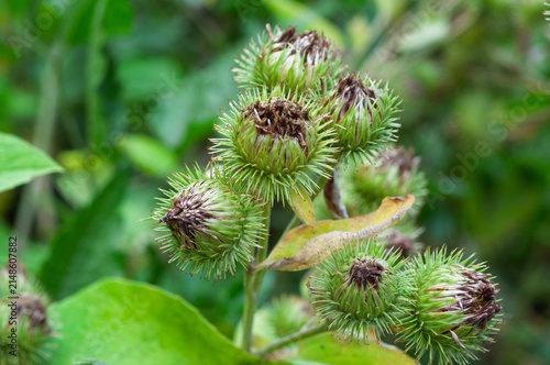 Photography Green spiky burdock seed heads with maturing burrs and dried flower remnants on