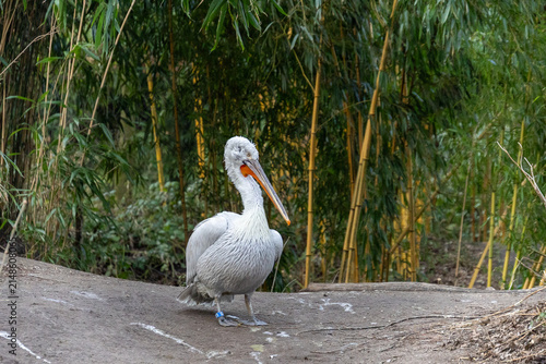 white pelican on a rock