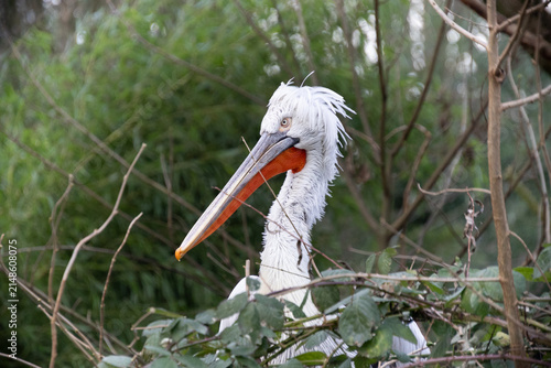 white pelican