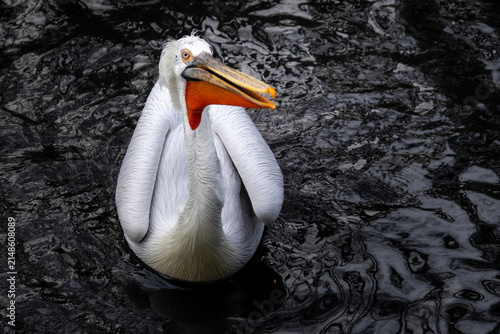 white pelican