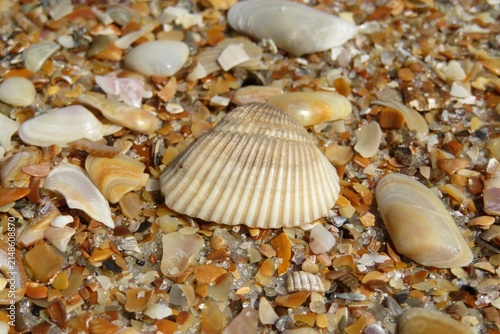 Seashells on the beach in Atlantic coast of North Florida