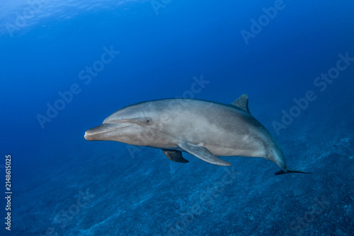 South Pacific bottlenose dolphin, French Polynesia.
