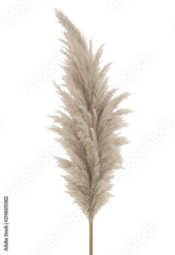 Dried Pampas Grass Isolated PNG Transparent Background