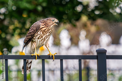 Bild auf Leinwand A Red-shouldered Hawk on a metal fence in the summer with a blurry background th