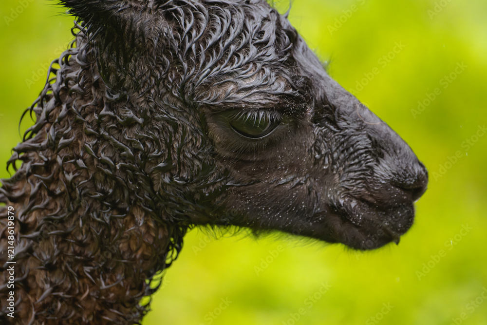 Obraz premium Portrait of baby llama soaked in rain