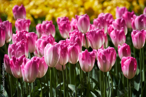 Blooming pink tulips flowerbed in Keukenhof flower garden, also known as the Garden of Europe, one of the world largest flower gardens alongside popular tourist attraction. Lisse, the Netherlands