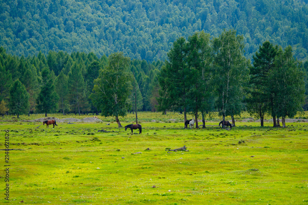 Obraz premium Horses grazing in lush green pasture by forested hillside
