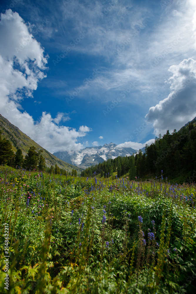 Obraz premium Scenic mountain valley with wildflowers under blue sky and clouds