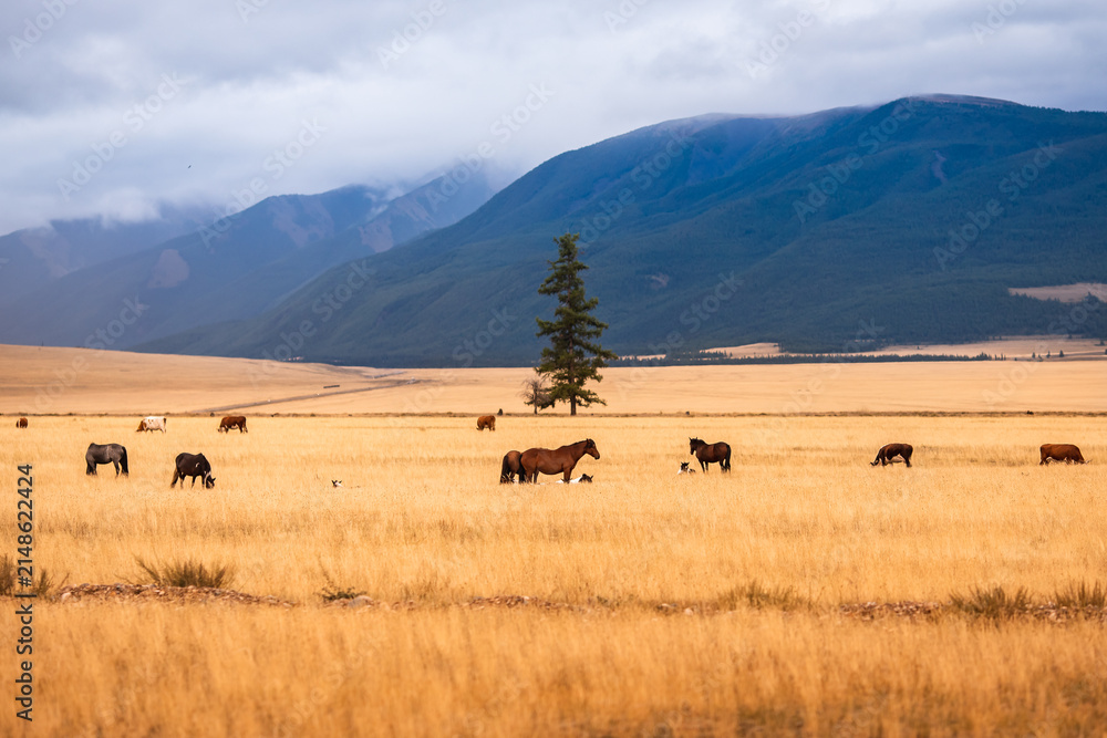 Obraz premium Horses and cow on ranch with mountains yellow field, autumn nature landscape