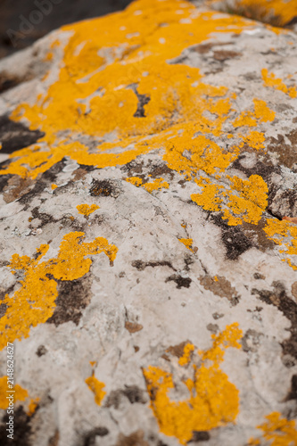 Fotografie Close-up of bright yellow lichen growing on a textured grey rock surface