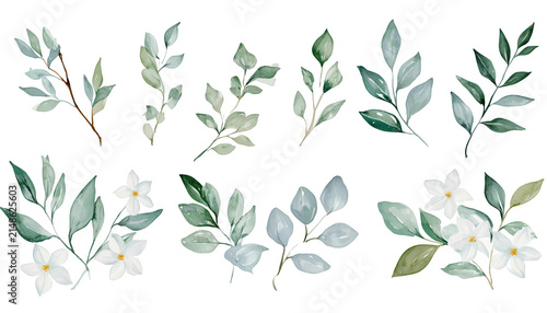 Collection of Watercolor Botanical Leaf and Flower Illustrations