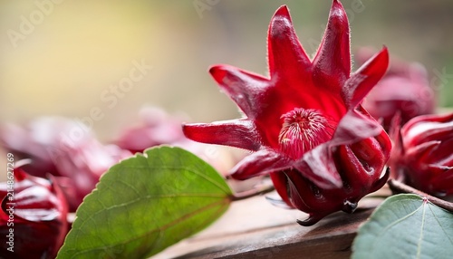Close Up Hibiscus Sabdariffa Or Roselle Flower