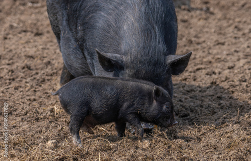 Cute small black piglet standing in mud next to its mother on an organic farm. Adorable domestic animal in a natural rural environment enjoying sunlight outside during summer daytime hours