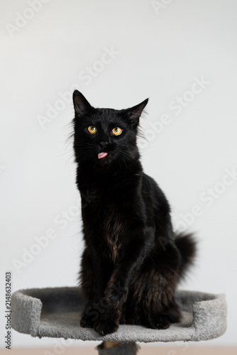 black cat on white background with silly face