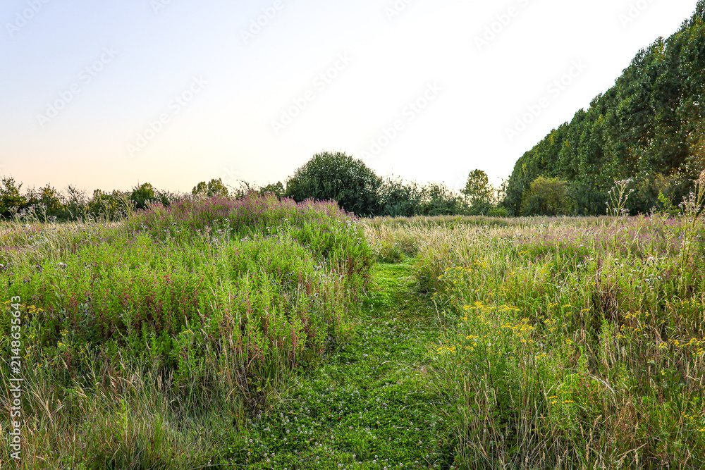 Fototapeta premium Summer wild meadow flowers in the field. 