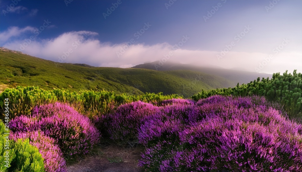 Obraz premium Beautiful Green Bushes Of Purple Heather