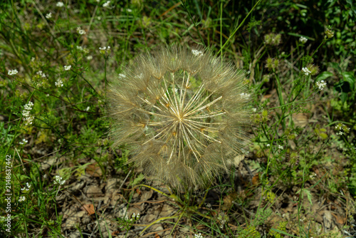 Konstfotografi Macro View of Large Tragopogon Seed Head