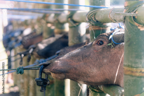 View of water buffaloes tethered in a traditional bamboo enclosure in Bajawa, Nusa Tenggara Timur, Indonesia.