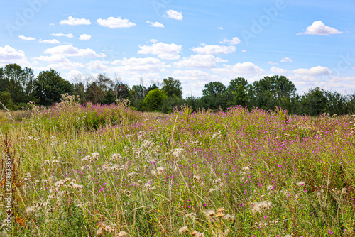 Wild flowers meadow in Summer. 