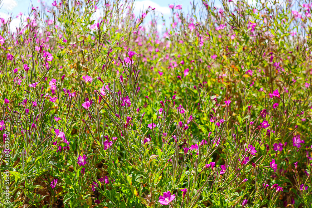 Fototapeta premium Flowering Epilobium hirsutum, great hairy willowherb closeup, soft focus.