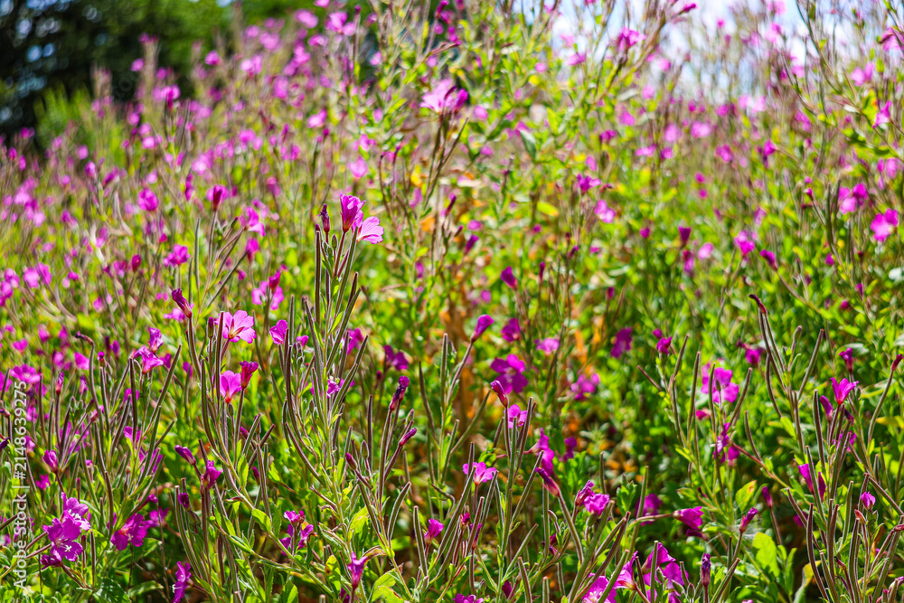 Obraz premium Flowering Epilobium hirsutum, great hairy willowherb closeup, soft focus.
