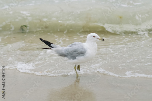 A seagull standing on a beach on the Atlantic ocean