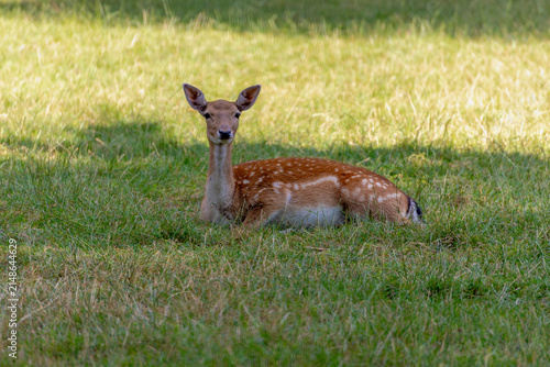 Bild auf Leinwand Portrait of a deer in its habitat with brown fur, white spots sitting on lush green grass meadow in shadow, Fallow deer is the common name for species of deer in the genus Dama of subfamily Cervinae