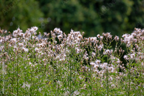 Selective focus of white fluffy wildflower in the field with green grass, Creeping Thistle, Cirsium arvense is a perennial species of flowering plant in the family Asteraceae, Nature floral background