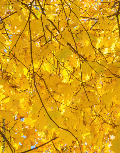 Inside the crown of an autumn maple, as if under a golden umbrella