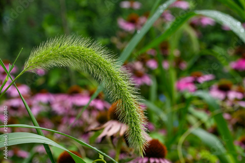Chinese foxtail with morning dew and blurred echinacea in background.  It is an Asian grass and summer annual, with plants emerging from seeds in the spring, and setting seeds in late summer or fall.