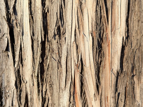 Close up of natural weathered tree bark texture background