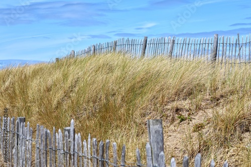 Wooden chestnut pale fencing protecting sand dune with marram grass under blue sky