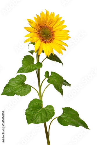 Sunflower isolated on white background. Sun symbol. Flowers yellow, agriculture. Seeds and oil. Flat lay, top view