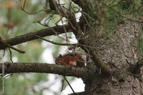 Red Squirrel (Sciurus vulgaris) at Newborough National Nature Reserve and Forest, Llanddwyn Beach, Isle of Anglesey, Wales 