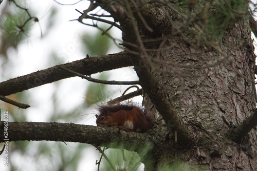 Red Squirrel (Sciurus vulgaris) at Newborough National Nature Reserve and Forest, Llanddwyn Beach, Isle of Anglesey, Wales 