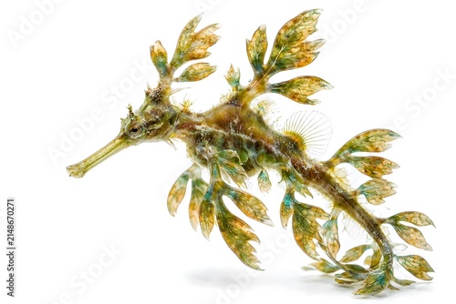 Leafy Seadragon Camouflaged Marine Fish Isolated on Clean White Background Studio Macro Shot
