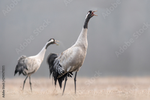View of two common cranes standing in a field with one bird calling out in the misty landscape of Debrzno, Pomeranian Voivodeship, Poland.