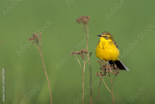 View of a yellow wagtail perched on a dried plant stalk against a soft green background in Debrzno, Pomeranian Voivodeship, Poland.