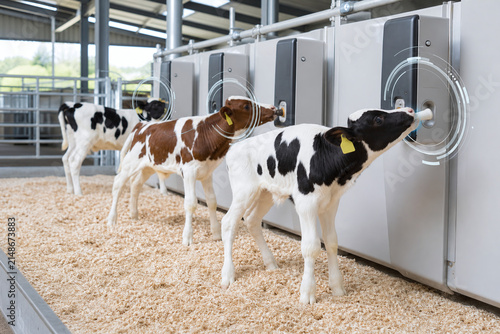 Young calves feeding at automated dairy station