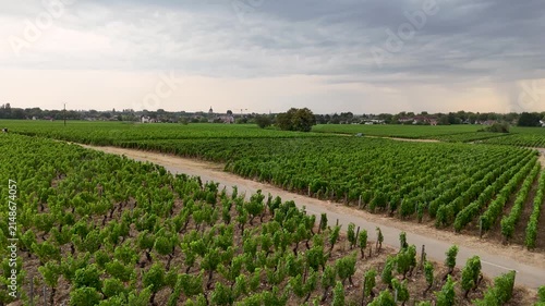 Aeria view of a man and woman riding bicycles from left to right through lush green Chardonnay vineyards in Burgundy, France, enjoying active outdoor exercise together in bright, vibrant summer scener