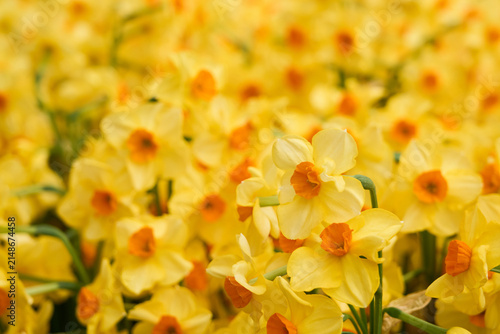 Vibrant Yellow Daffodil Field in Full Bloom, Bright Spring Garden Floral Background