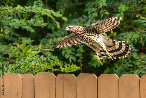 Foto A red-shouldered hawk taking off from a fence with trees in the background