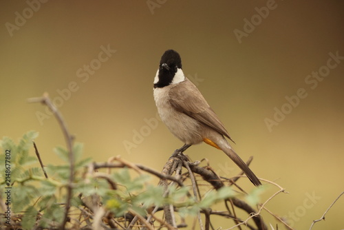 Photography The white-eared bulbul (Pycnonotus leucotis leucotis) is a member of the bulbul family