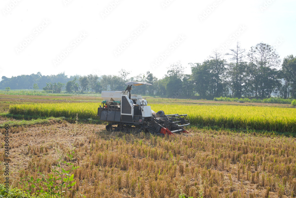 Fototapeta premium Rice combine harvester machine standing in a golden paddy field during harvest season with trees in the background.