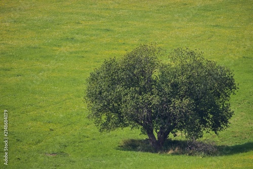 Single Green Tree Standing Alone in Vibrant Meadow High Angle View
