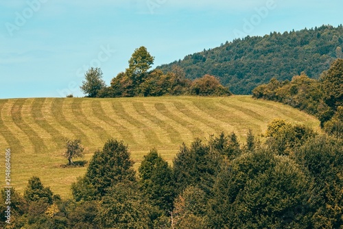 Mown Grass Field with Stripes and Forest Hill Rural Landscape