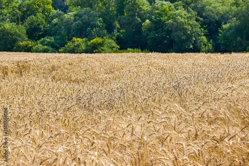 Golden Ripe Wheat Field Before Harvest with Green Forest Background