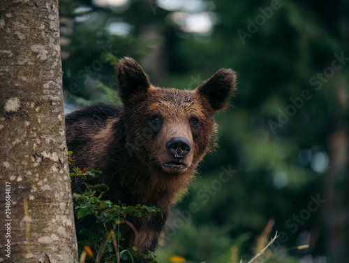 View of a brown bear peering from behind a tree trunk in the dense forest of Cabar, Primorje-Gorski Kotar, Croatia.
