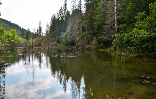 Calm forest lake reflecting a dense coniferous forest and cloudy sky. Fallen logs and branches submerged in the still, dark water surrounded by lush green hills